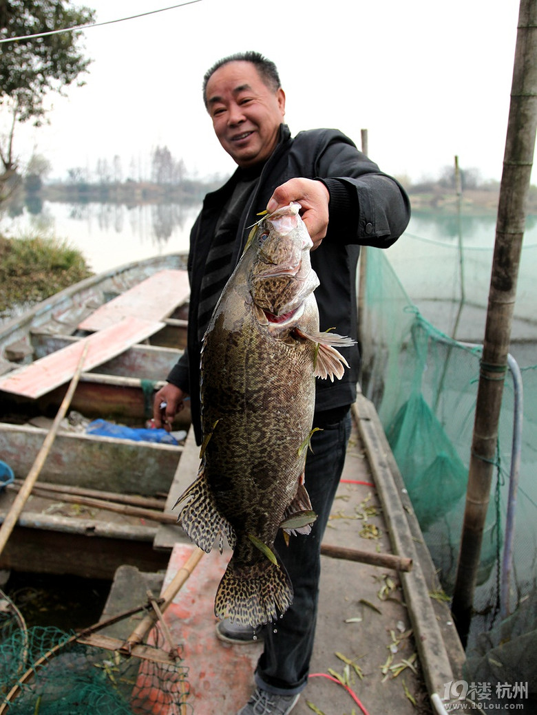 大鱖魚