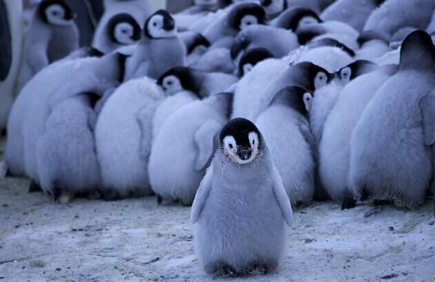 南极帝企鹅极寒中抱团守护新生幼崽-养眼搞笑-杭州19楼