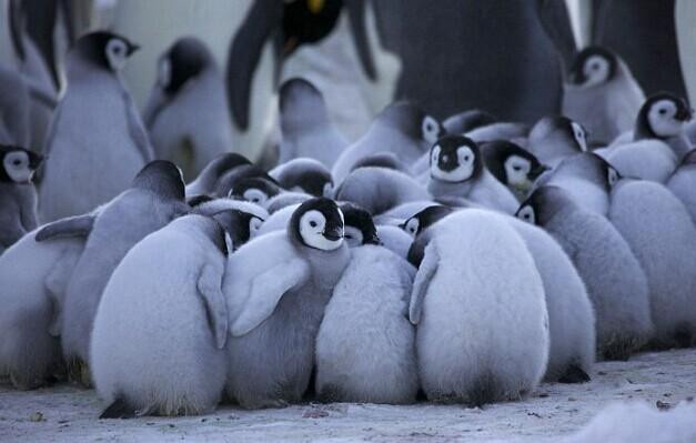 南极帝企鹅极寒中抱团守护新生幼崽