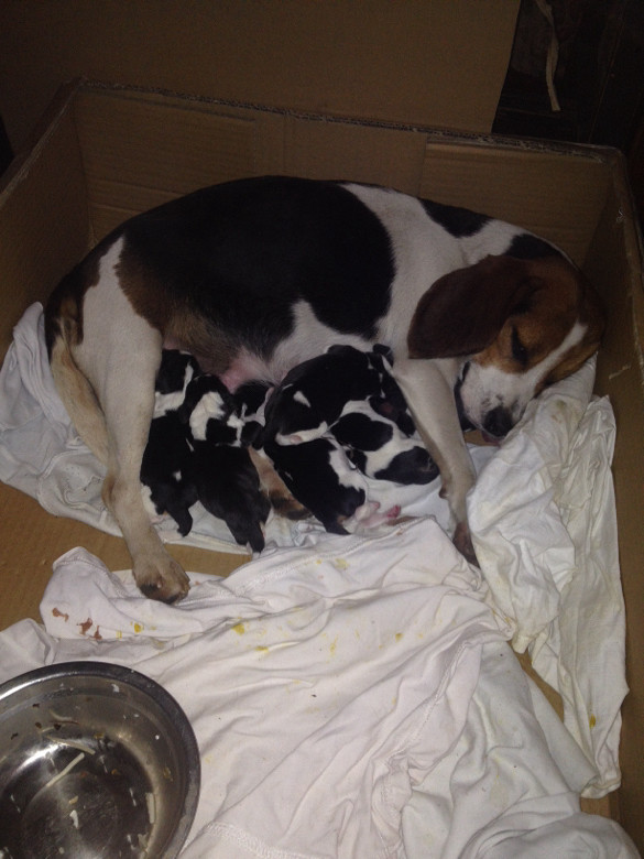 我家的比格犬刚生完宝宝小比格犬[/大笑]