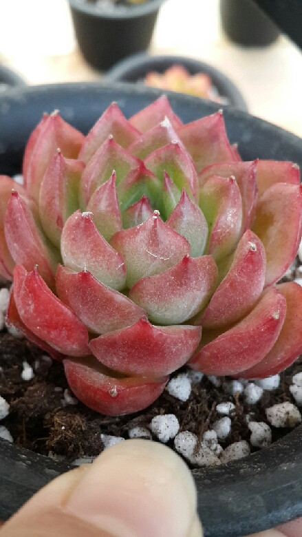 多肉植物——冰河世纪