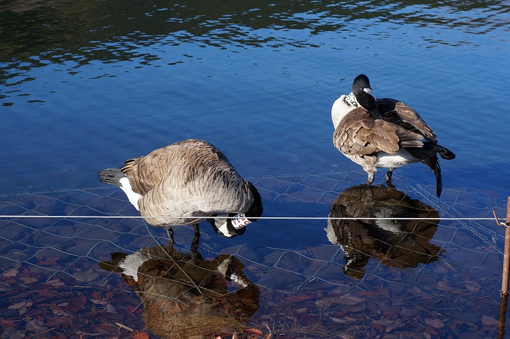 ---富士山的冬天,天很蓝,风很冷,很宁静---游记攻