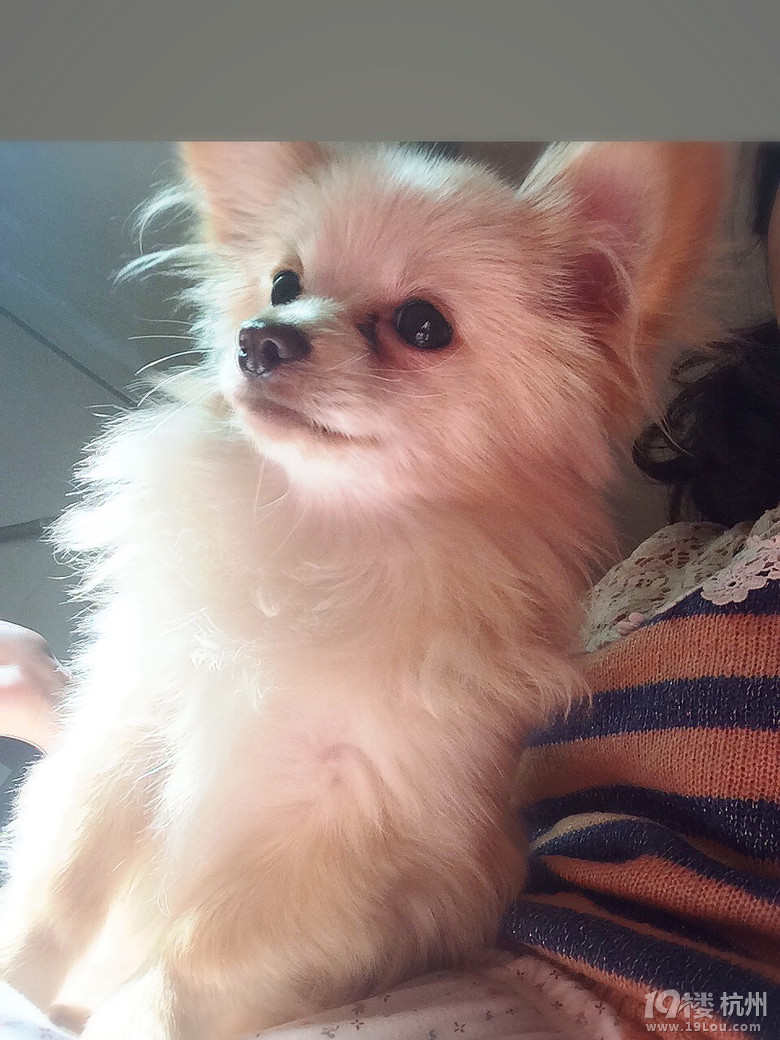 元旦在大关西四苑走丢一只黄色的博美串串