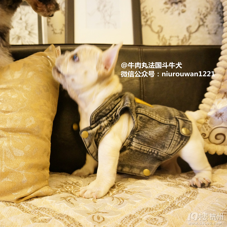 我叫奥利！～一只蠢萌的台湾小法斗！～～