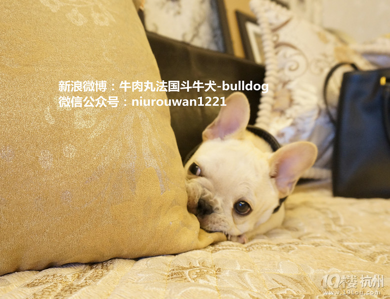 我叫奥利！～一只蠢萌的台湾小法斗！～～