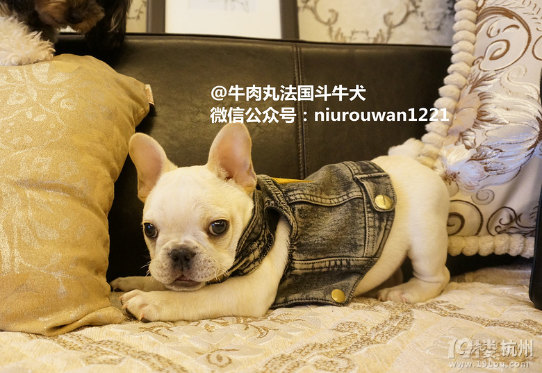 我叫奥利！～一只蠢萌的台湾小法斗！～～
