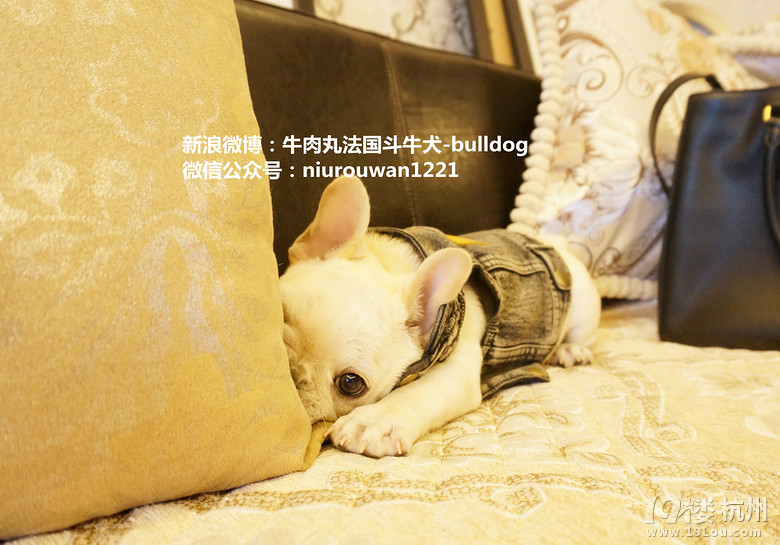 我叫奥利！～一只蠢萌的台湾小法斗！～～