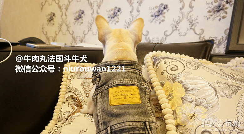 我叫奥利！～一只蠢萌的台湾小法斗！～～