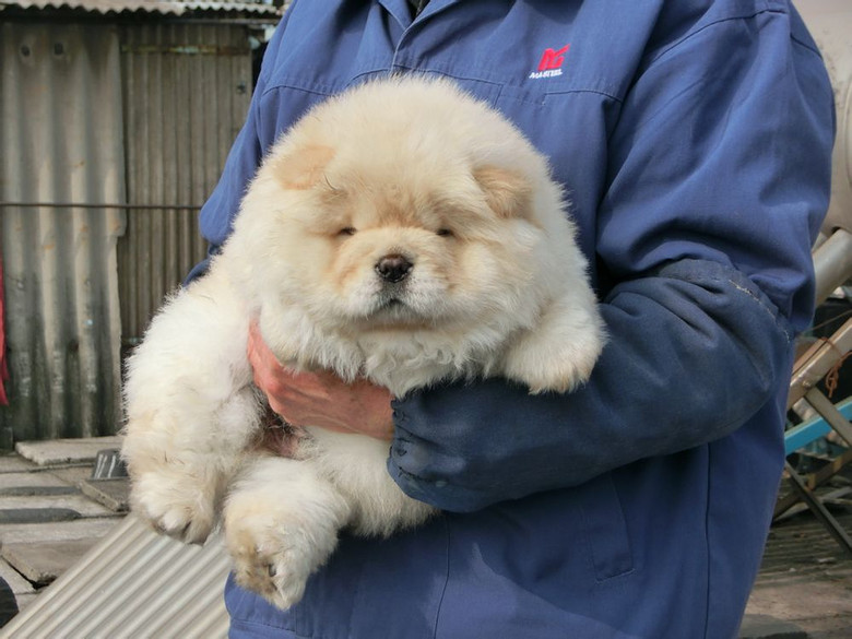 胖嘟嘟松狮宝宝