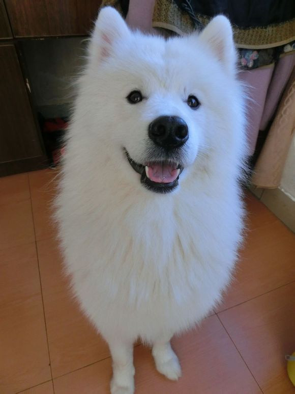 转让自己家养9个月大萨摩耶