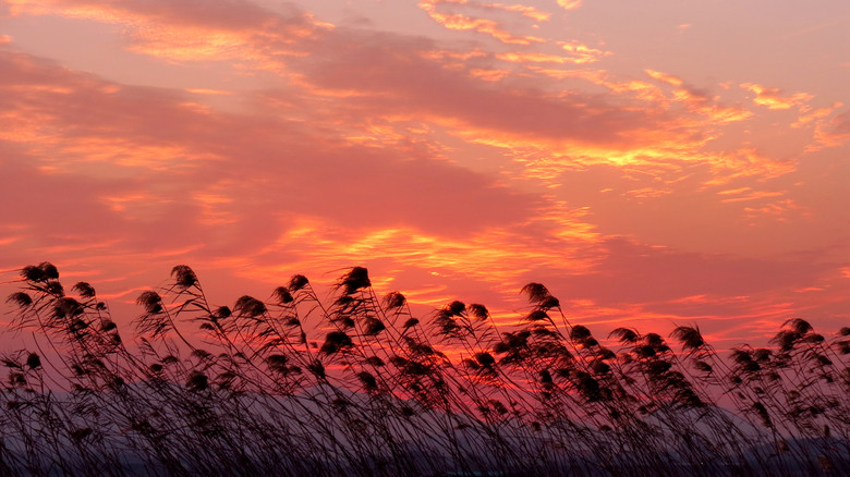 芦苇-风景照-19摄区-杭州19楼