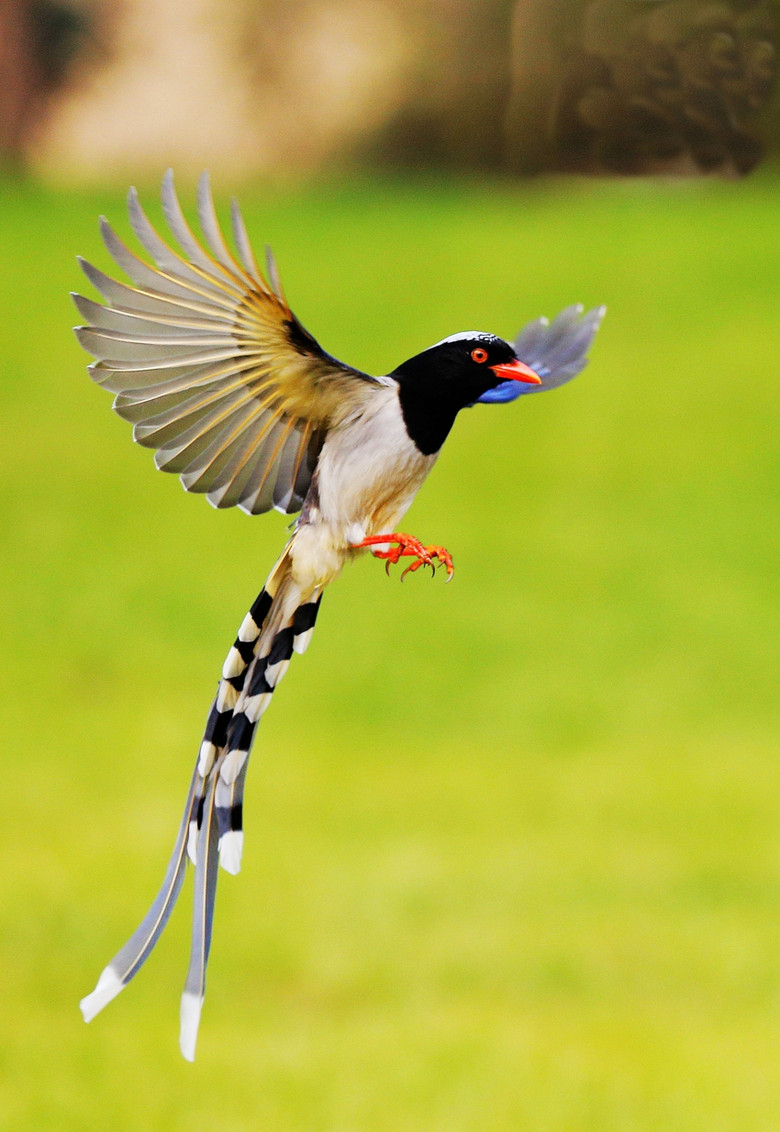 柳浪闻莺红嘴蓝鸟舞-风景照-19摄区-杭州19楼
