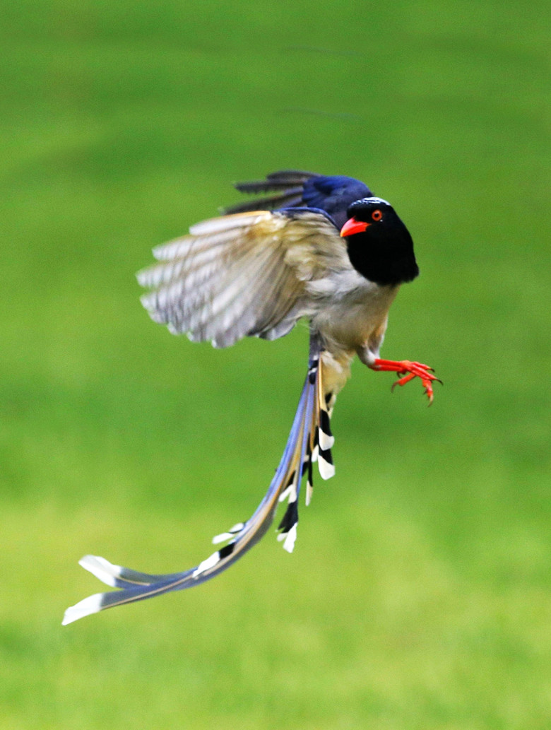 柳浪闻莺红嘴蓝鸟舞
