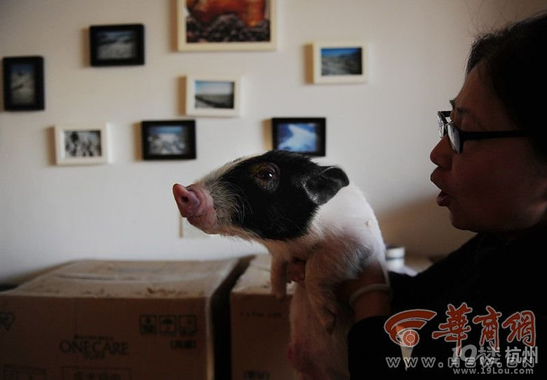 西安高校放假学生饲养宠物遭遗弃-其他-中学教