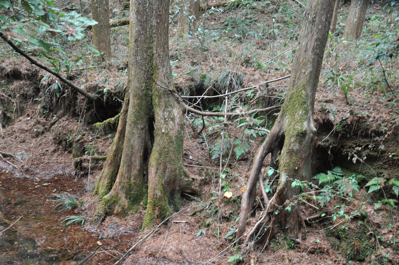 千岛生鲜屋一千岛湖牧心谷水杉林