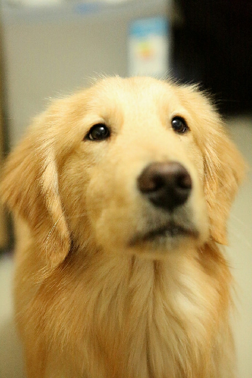 九个月金毛,很懂事乖巧听话