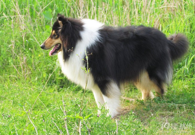 出售快2歲的蘇格蘭牧羊犬