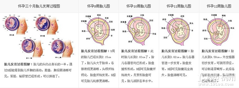 胎兒發(fā)育過程圖,每一個親身經歷的媽媽都應該為自己而自豪!