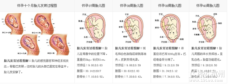 胎儿发育过程图,每一个亲身经历的妈妈都应该