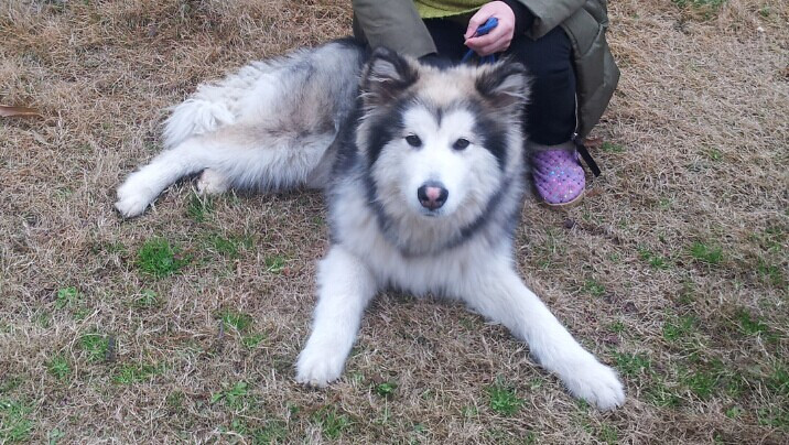 出售6个月公狗桃形脸阿拉斯加1500元