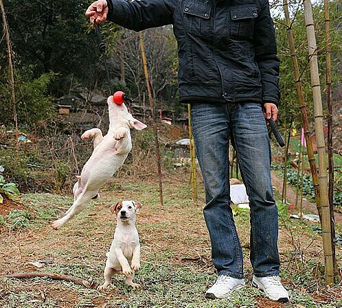 出售傑克羅素梗幼犬