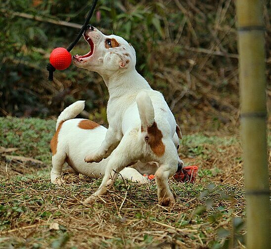出售杰克罗素梗幼犬