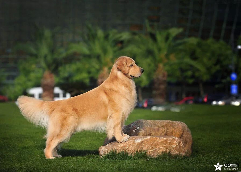 家养双血统金毛宝宝出售(带cku出生纸)