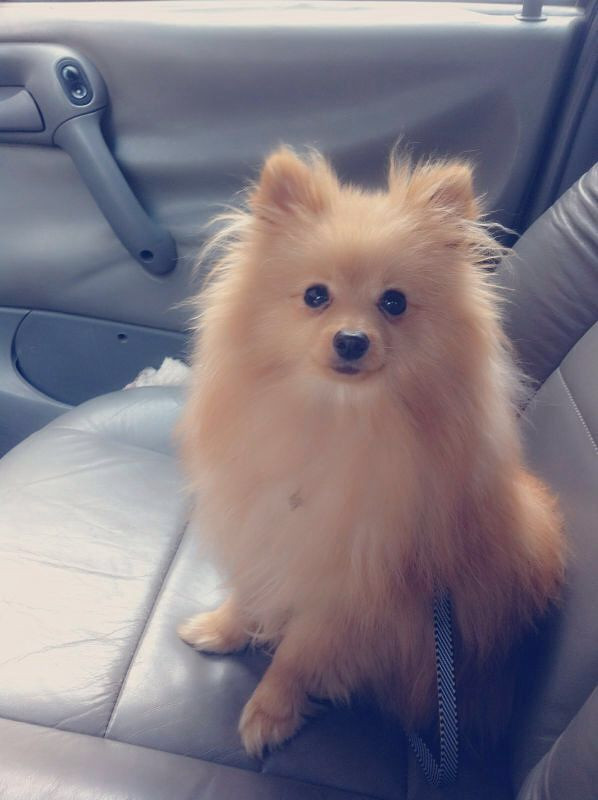 急寻黄色博美(重谢!