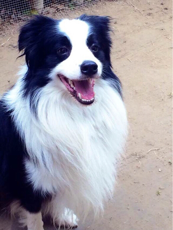 黑白边牧菇凉找老公