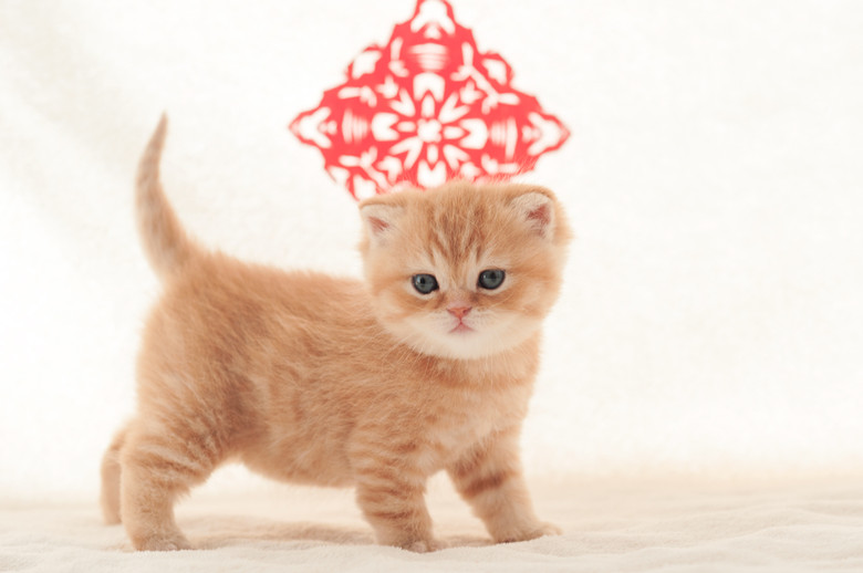 小呆萌迎新岁——猫咪摄影一组