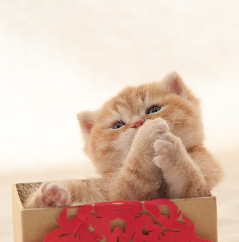 小呆萌迎新岁——猫咪摄影一组