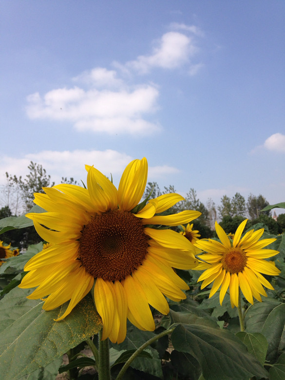 以蓝天白云为背景,向日葵真是美呆