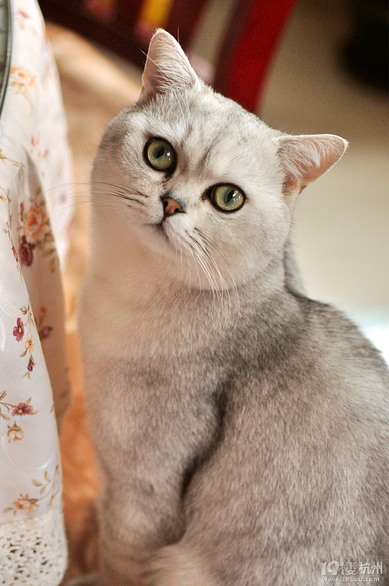 英短渐层mm找dd配种