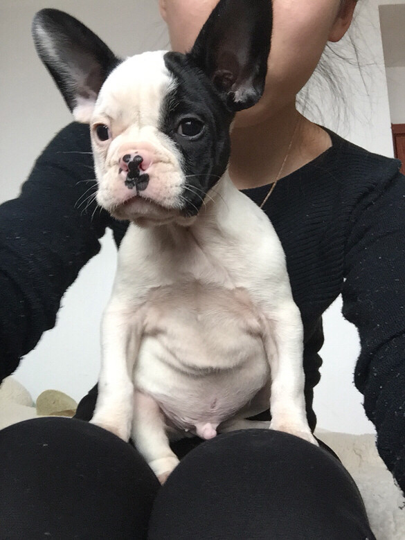 求购家养法斗,柯基,或者比格犬这三品种的