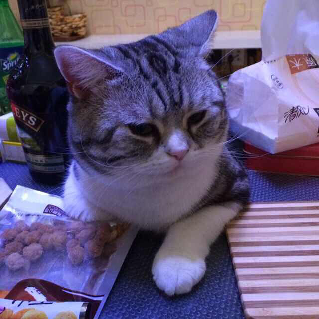 嘟嘟-主人帮我挠挠头,好痒啊。主人我不要