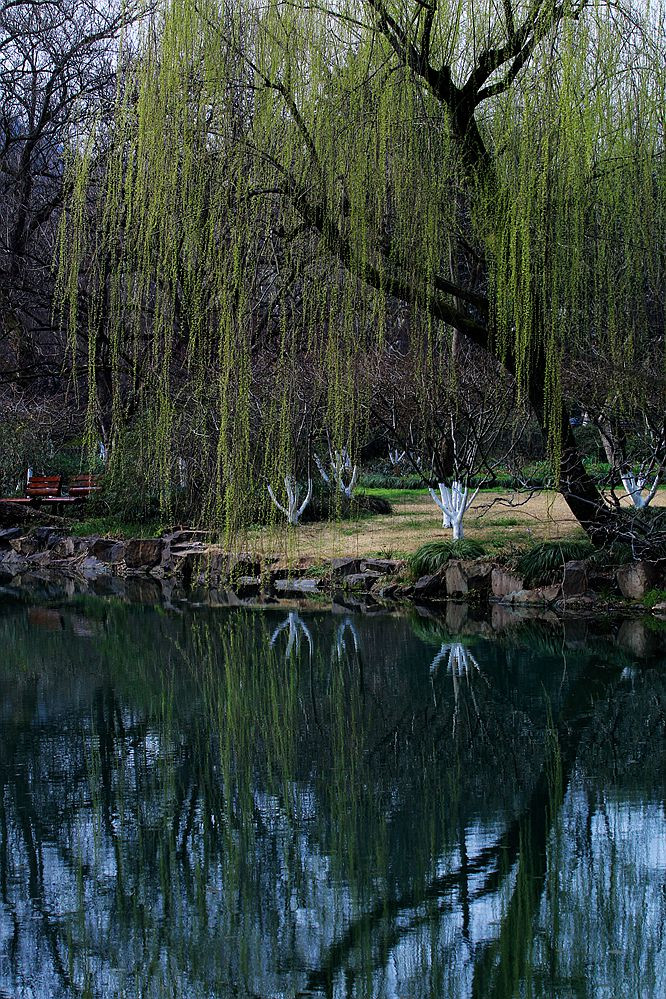 春上枝头 翠柳拂面