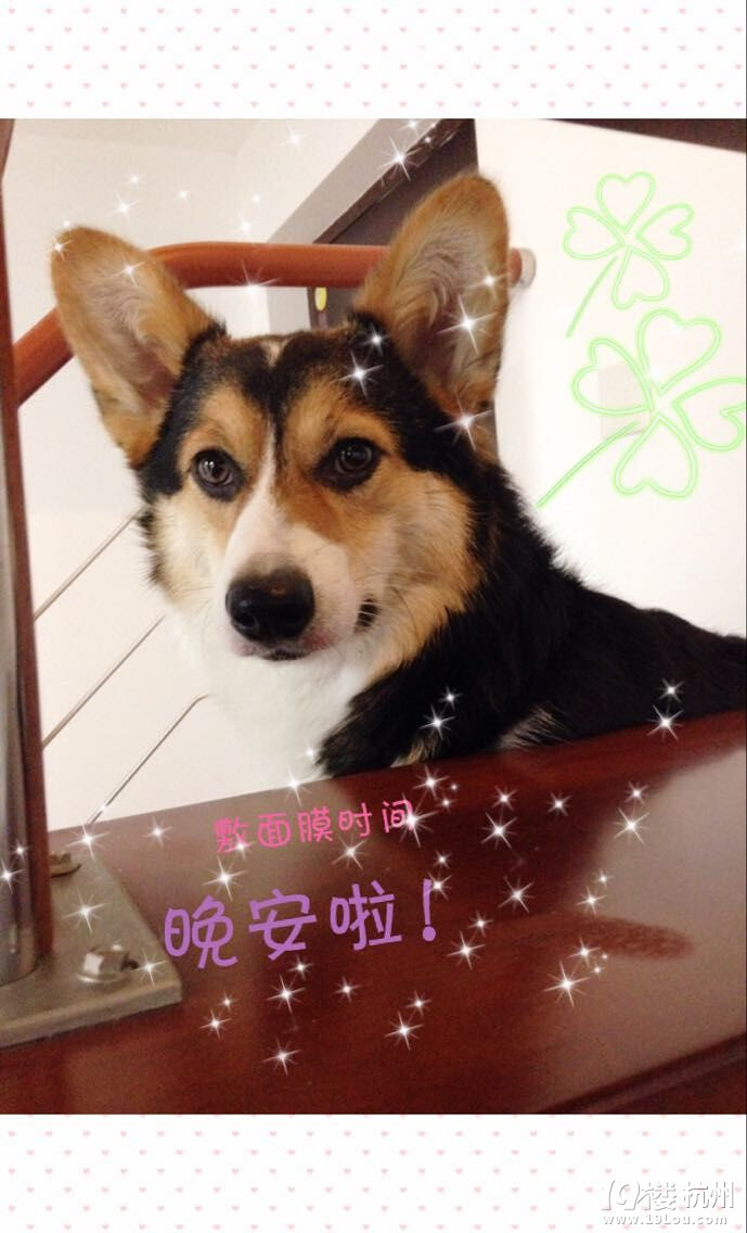 自制狗糧第二波贈(zèng)送來啦。要的親快點(diǎn)戳進(jìn)來。