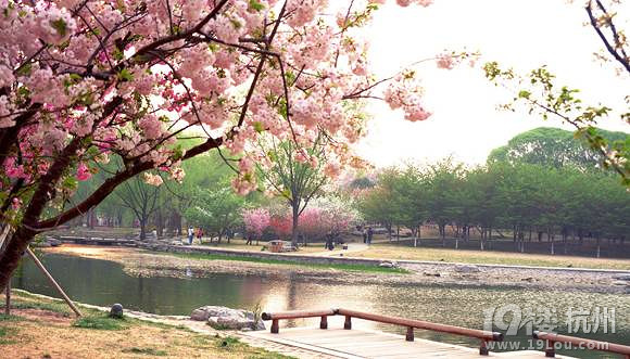 杭州哪里可以赏樱花 攻略(看点+路线+交通)拿去