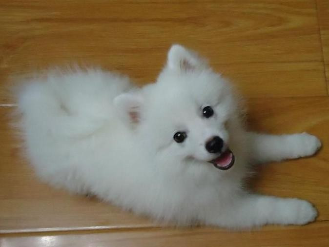 家养的银狐犬宝宝