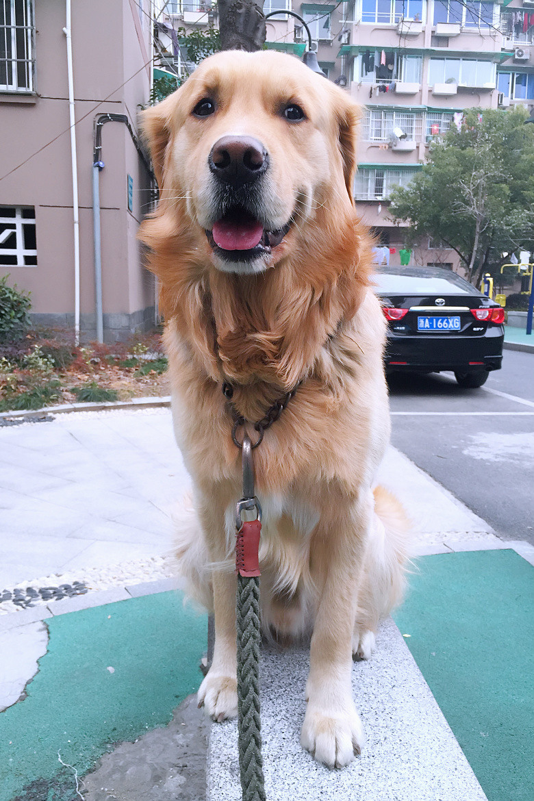 2岁半金毛弟弟,求好心人领养