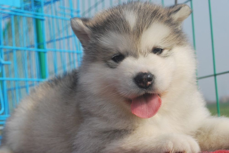 家养阿拉斯加宝宝