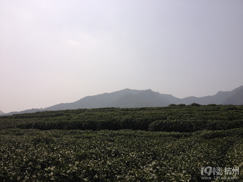 杭州龙坞何家村这里的风景别有韵味