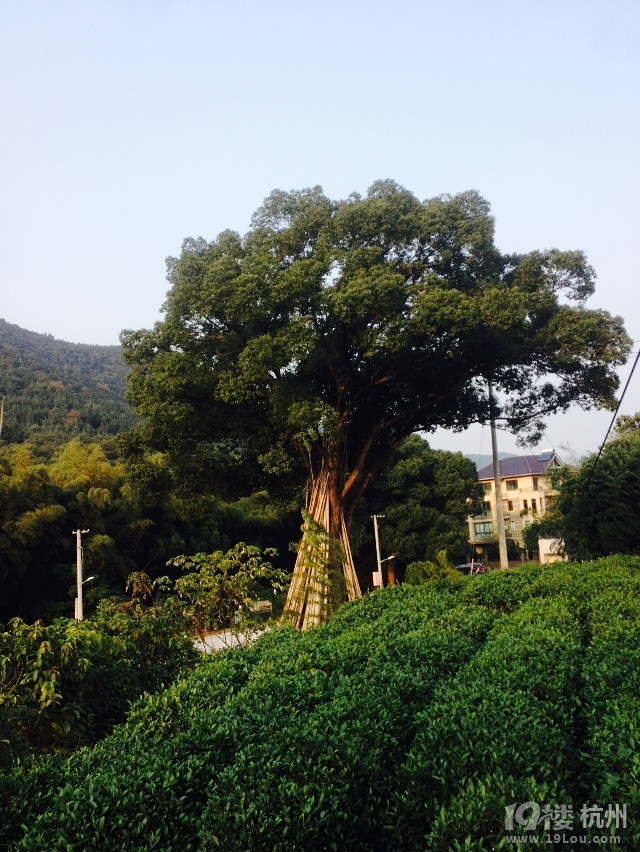 杭州龙坞何家村这里的风景别有韵味