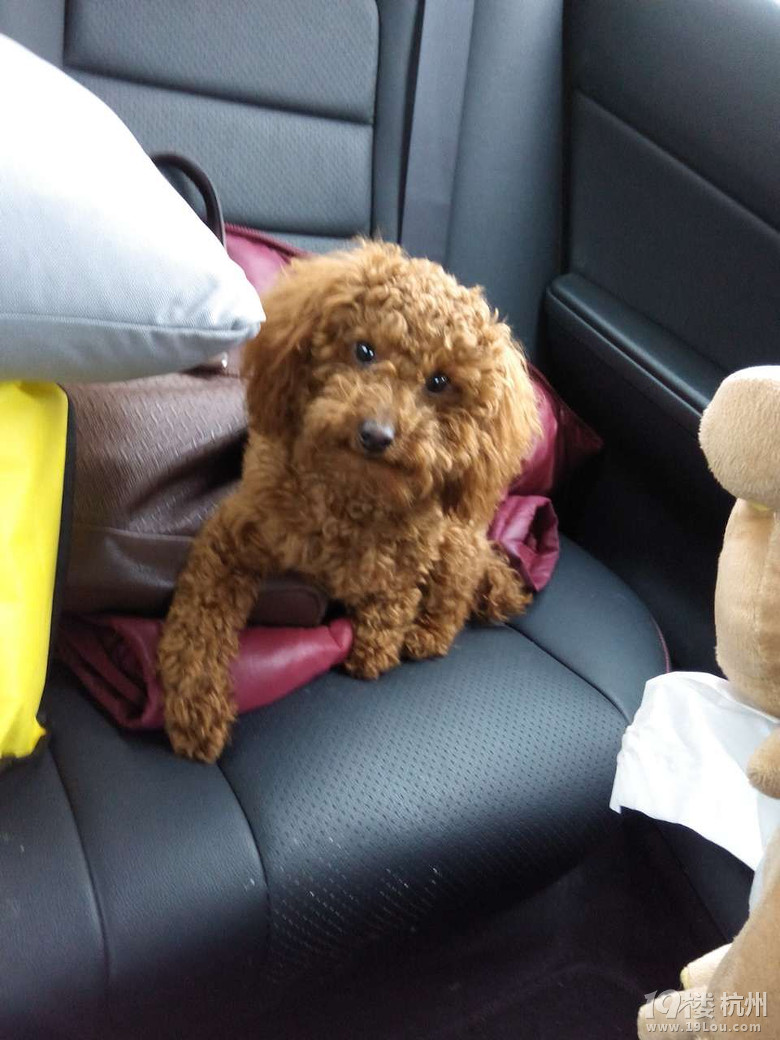 1岁棕色迷你泰迪五联西苑南门出走,急寻,望好心人联系