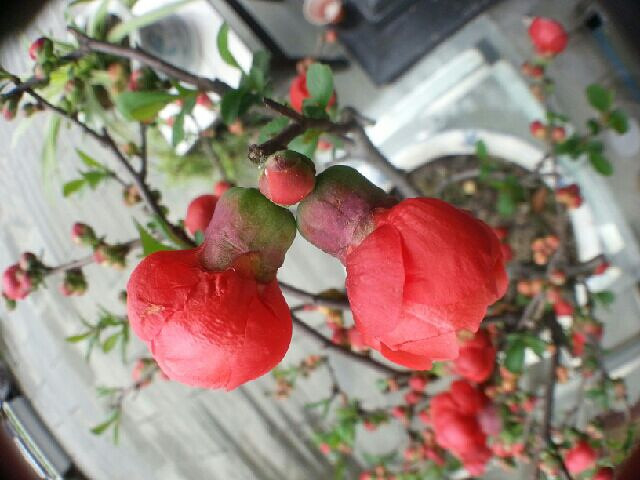 手机随拍:我的海棠花(4)