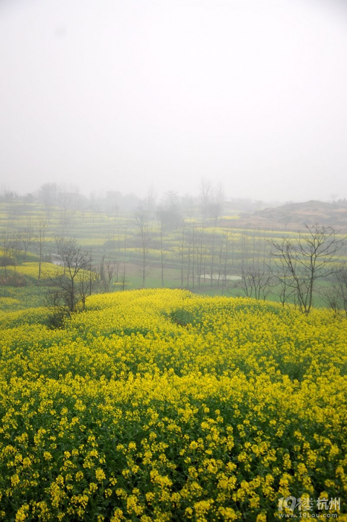 上虞覆卮山岭南东澄村梯田油菜花