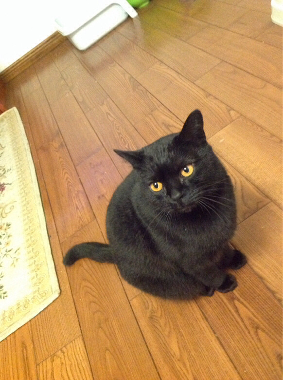           是的,纯的孟买猫