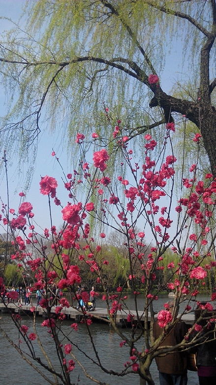 花紅柳綠!