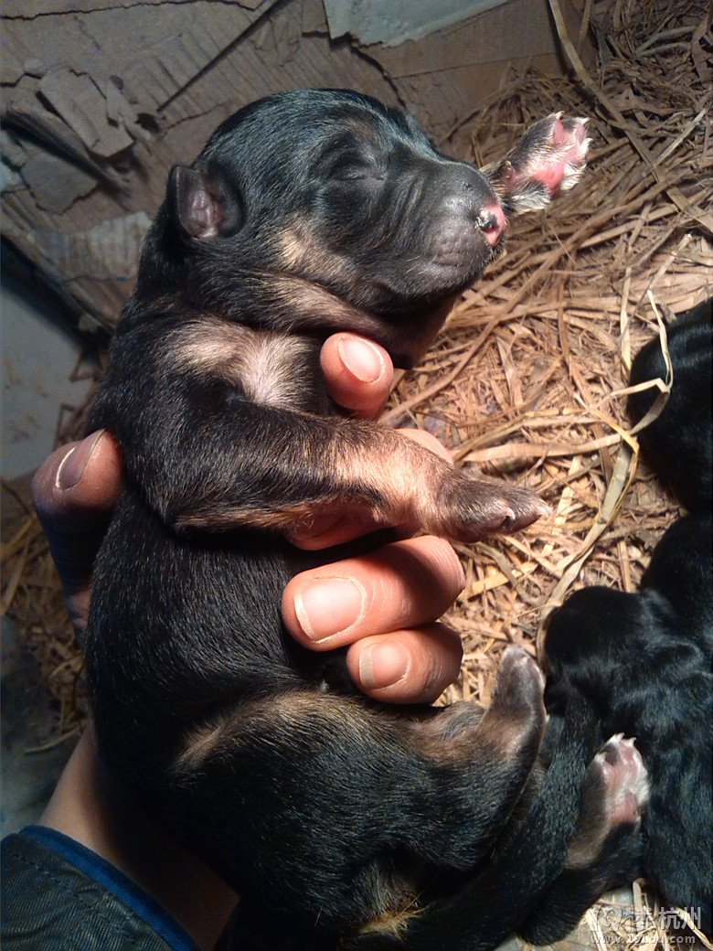 家里的德牧生了一窝宝宝