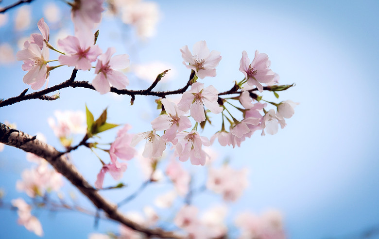 樱花 摄影:小煜